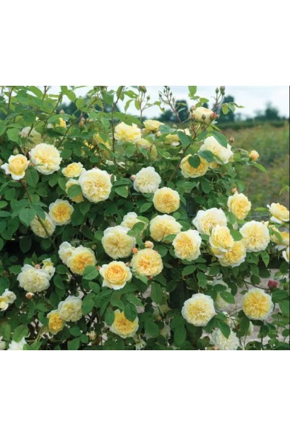 Плетиста троянда ‘Сірано де Бержерак’ у повному цвітінні